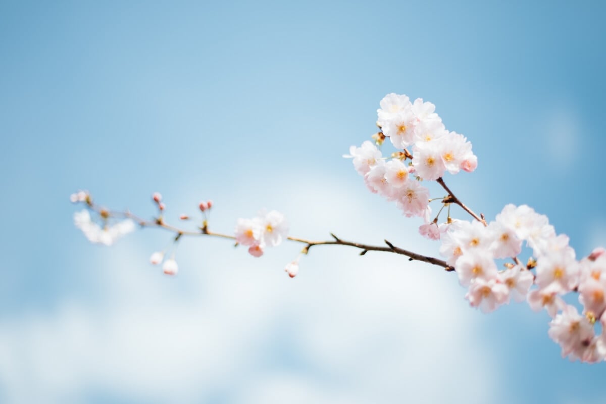 いつから は 新 学期